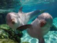 /album/fotogaleria/delfin-3-jpg1/